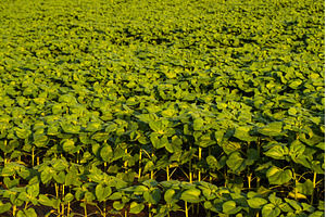 Young sunflower plants growing in, an Industrial Photo by volodymyrshtun13795