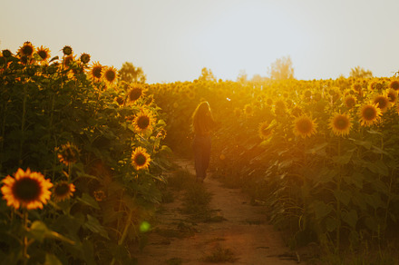 woman in a field of sunflowers