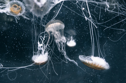 Jellyfish floating in the deep ocean, a Nature Photo by GoodGoods