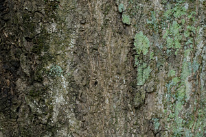 Close Up Texture of bark on a tree, a Photo by Riza Azhari