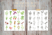 Herbs and spices collection, a Graphic by Tatti Graphic Studio (Thumbnail 2 of 3)