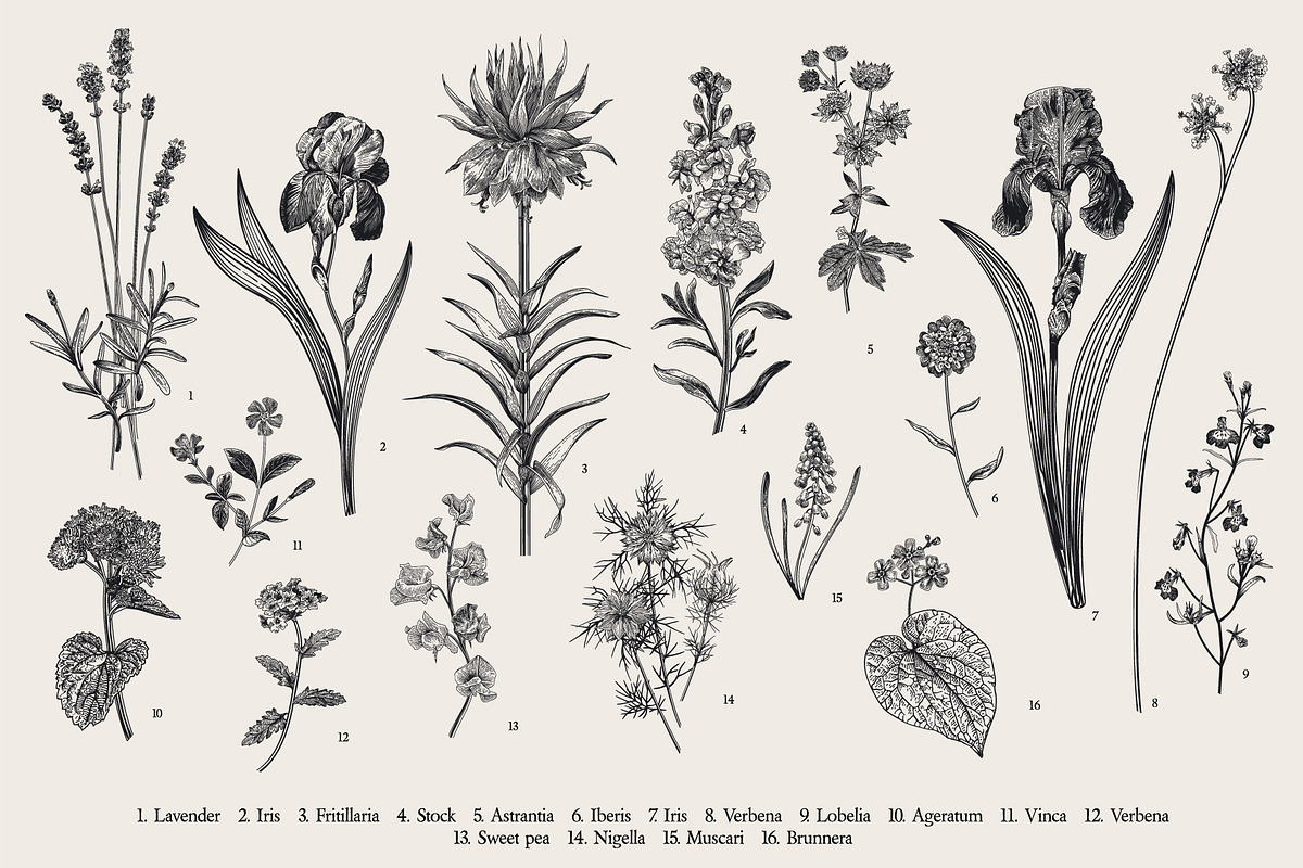 Garden Flowers. Black and white, an Illustration by olga.korneeva (Photo 3 of 5)