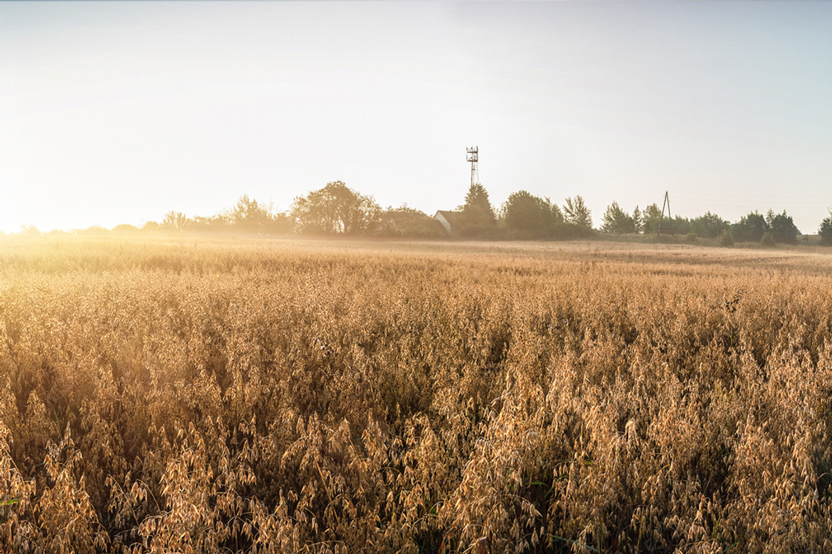 Autumn rural landscape, a Food Illustration by Countryside life (Photo 8 of 9)