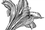 Ink flower set, a Decorative Illustration by RasterBird (Thumbnail 10 of 10)