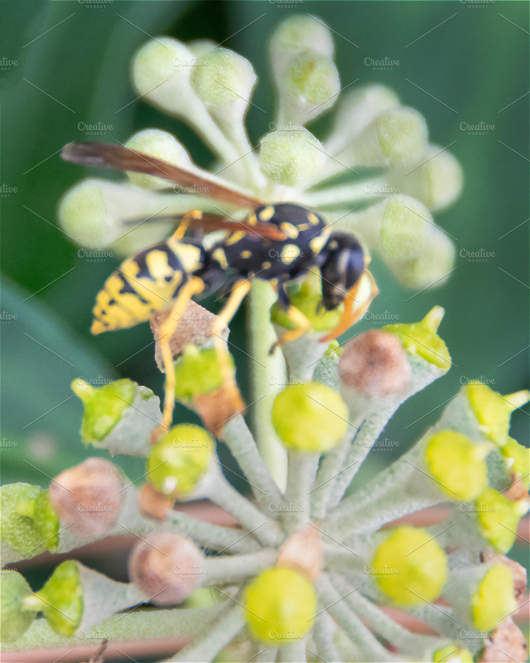 Close-up of flowering plant with insect, an Animal Photo by DanFLCreativo