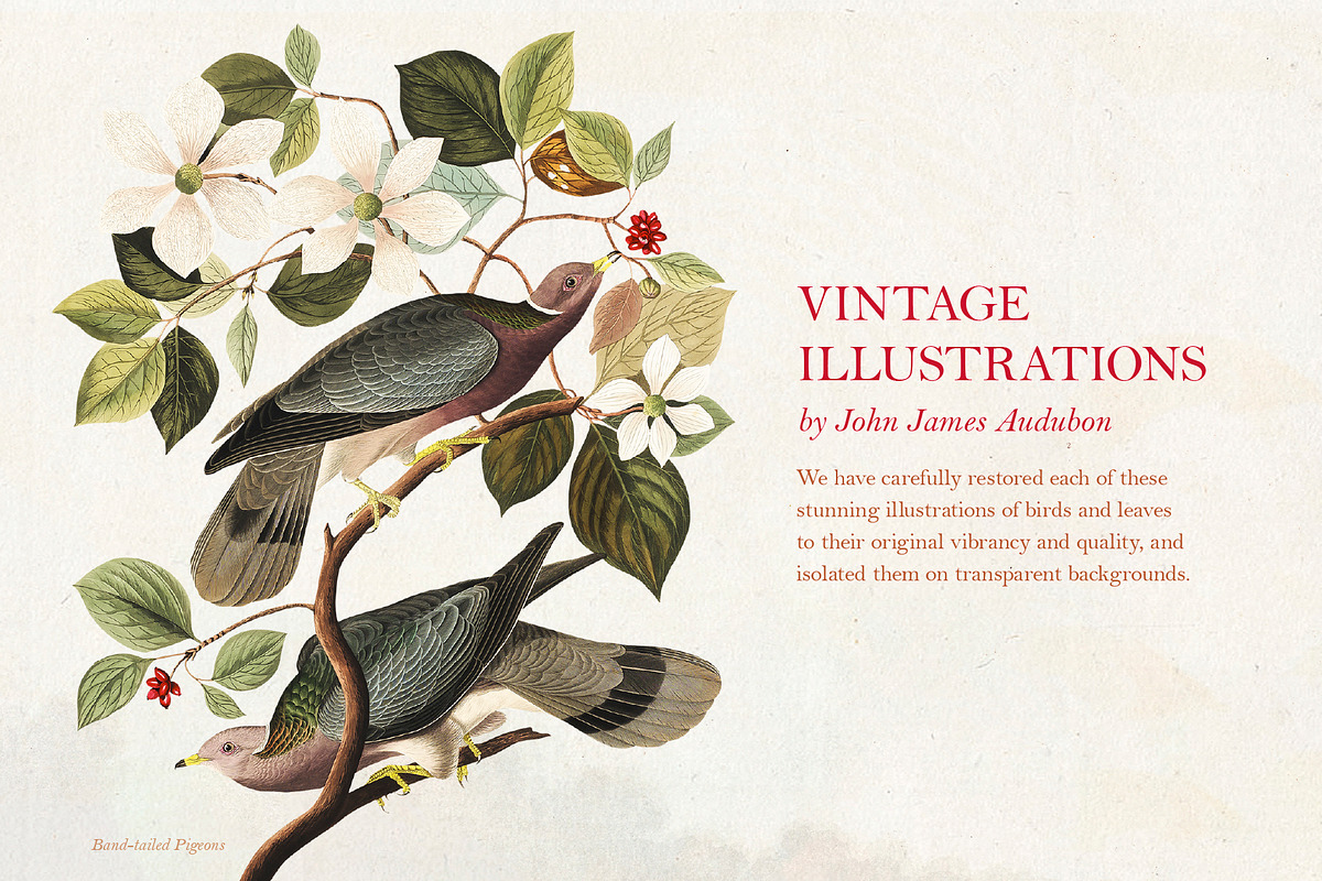 90 Vintage Birds of America, an Illustration by The Object Atlas (Photo 2 of 9)
