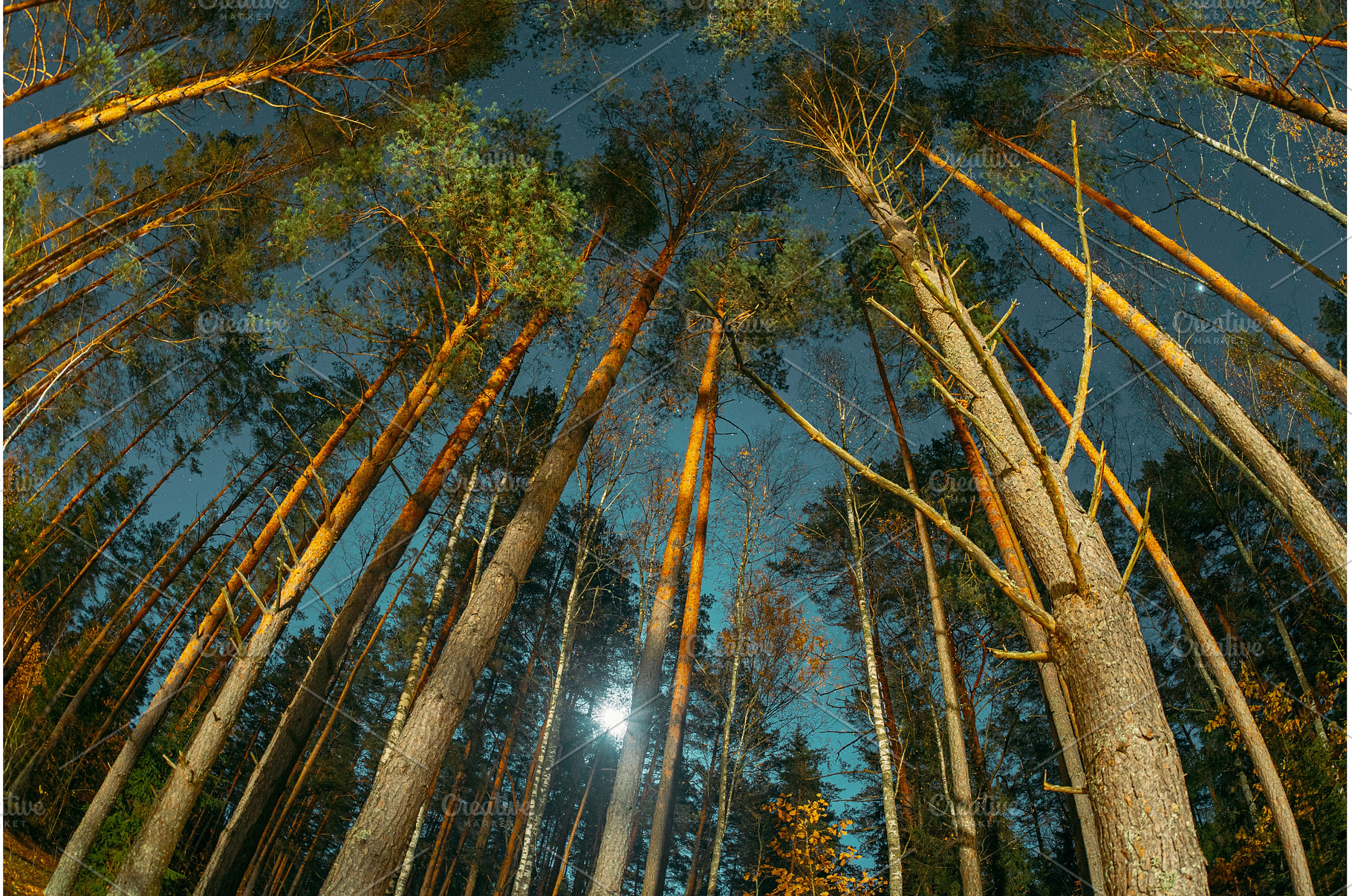 Looking Up at Tall Pine Trees and, a Nature Photo by Our Amazing World