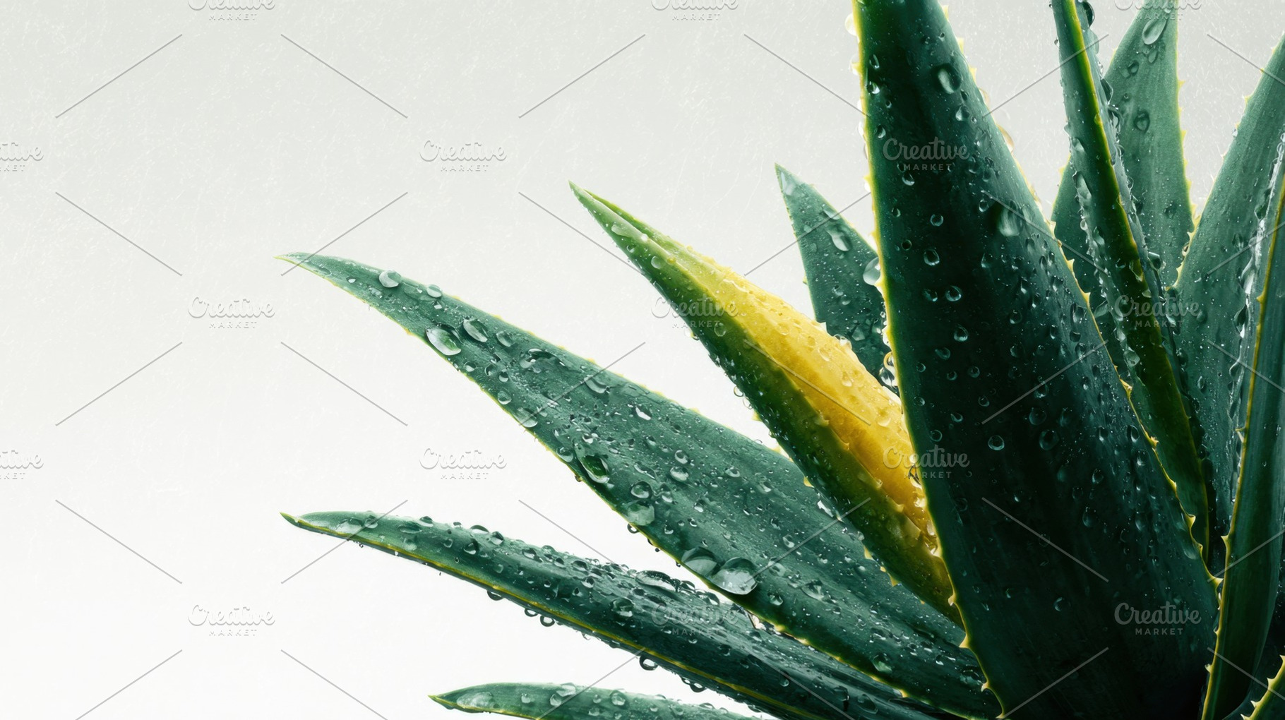 Lush green plant with water droplets, a Photo by Beautiful things