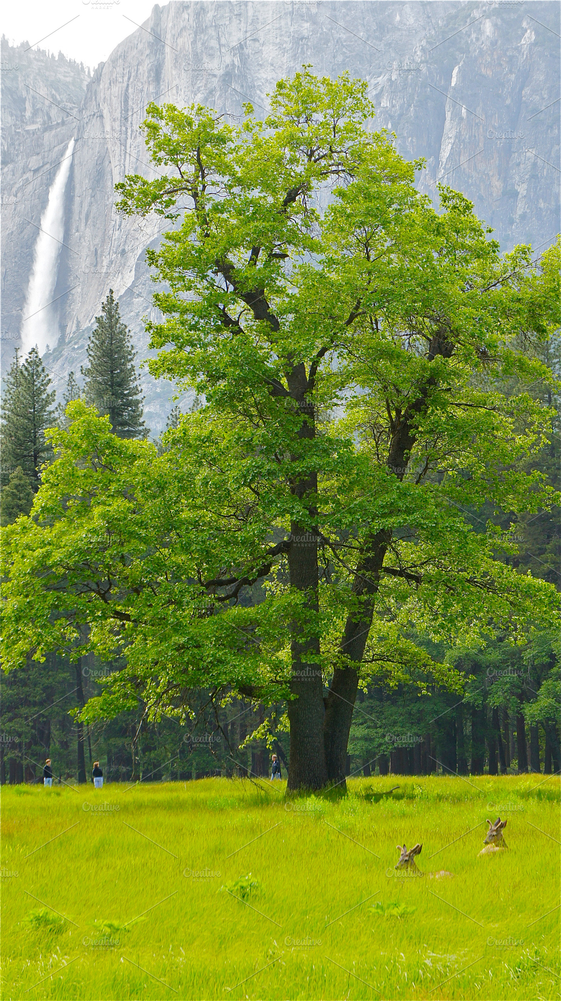 Idyllic Paradise 1, Yosemite Deer
