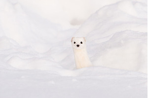 Full-face portrait of a white stoat, an Animal Photo by Pakosta