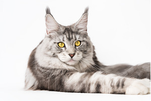 Maine Coon Cat lying down, looking, an Animal Photo by Alexander-Piragis