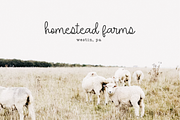 Lemon Sunrise | Script Font, a Script Font by KA Designs (Thumbnail 10 of 12)