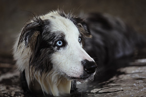 Blue-eyed Border Collie in the Water, an Animal Photo by Perpis