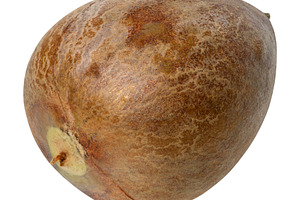 Whole brown avocado pit on isolated background, a Nature Photo by ndanko
