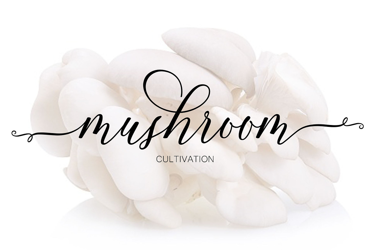 Famouline Script, a Script Font by Jhoel Design (Photo 9 of 10)