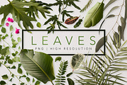 Real Leaves - Green Cutout Leaf, an Object Graphic by Fox & Bear (Thumbnail 1 of 6)