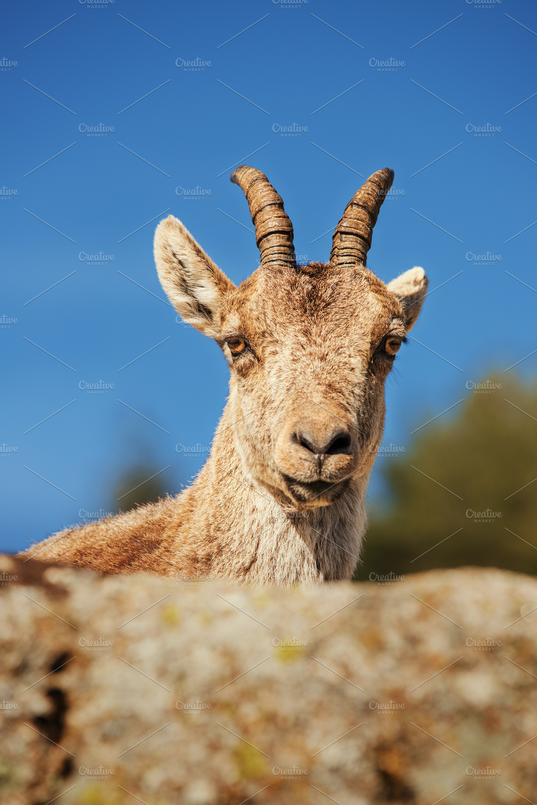 Mountain goat on a deep blue backgro, an Animal Photo by Perpis
