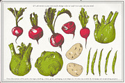 Vegetable collection 1, an Object Graphic by Siosay (Thumbnail 7 of 11)