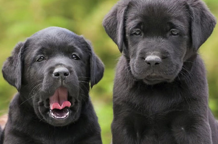 Beautiful Labrador Puppies, an Animal Photo by Fardosai Studio