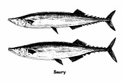 Fish collection, part 1, a Food Illustration by ZotovShop (Thumbnail 9 of 14)