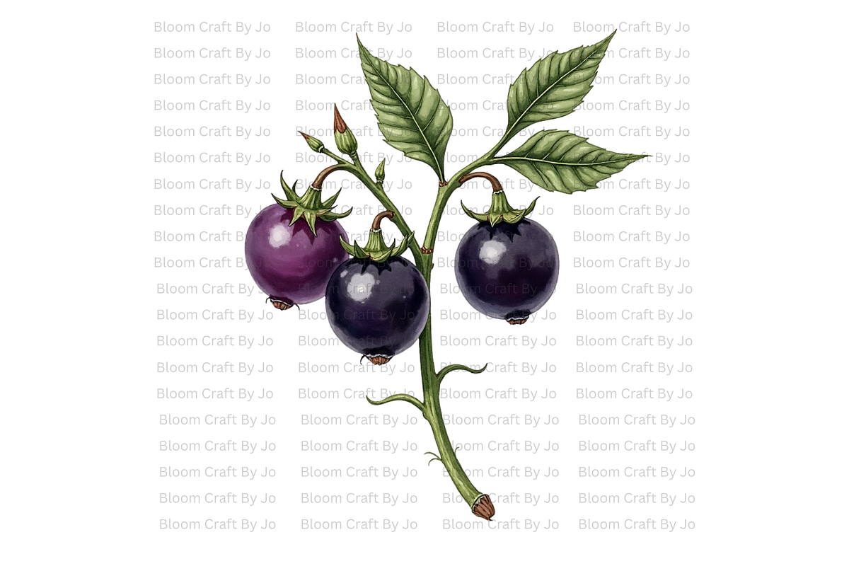 Deadly Nightshade Studies, a Decorative Illustration by Bloom Craft Creations (Photo 4 of 12)