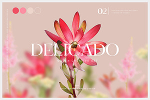 #2 Delicado. Branding & social media