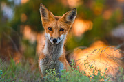 Red Kit Fox, an Animal Photo by ryancartermedia (Thumbnail 2 of 3)