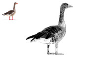 Animal Photo to Tracing, an Action Add-On by MRI STUDIO (Thumbnail 5 of 10)