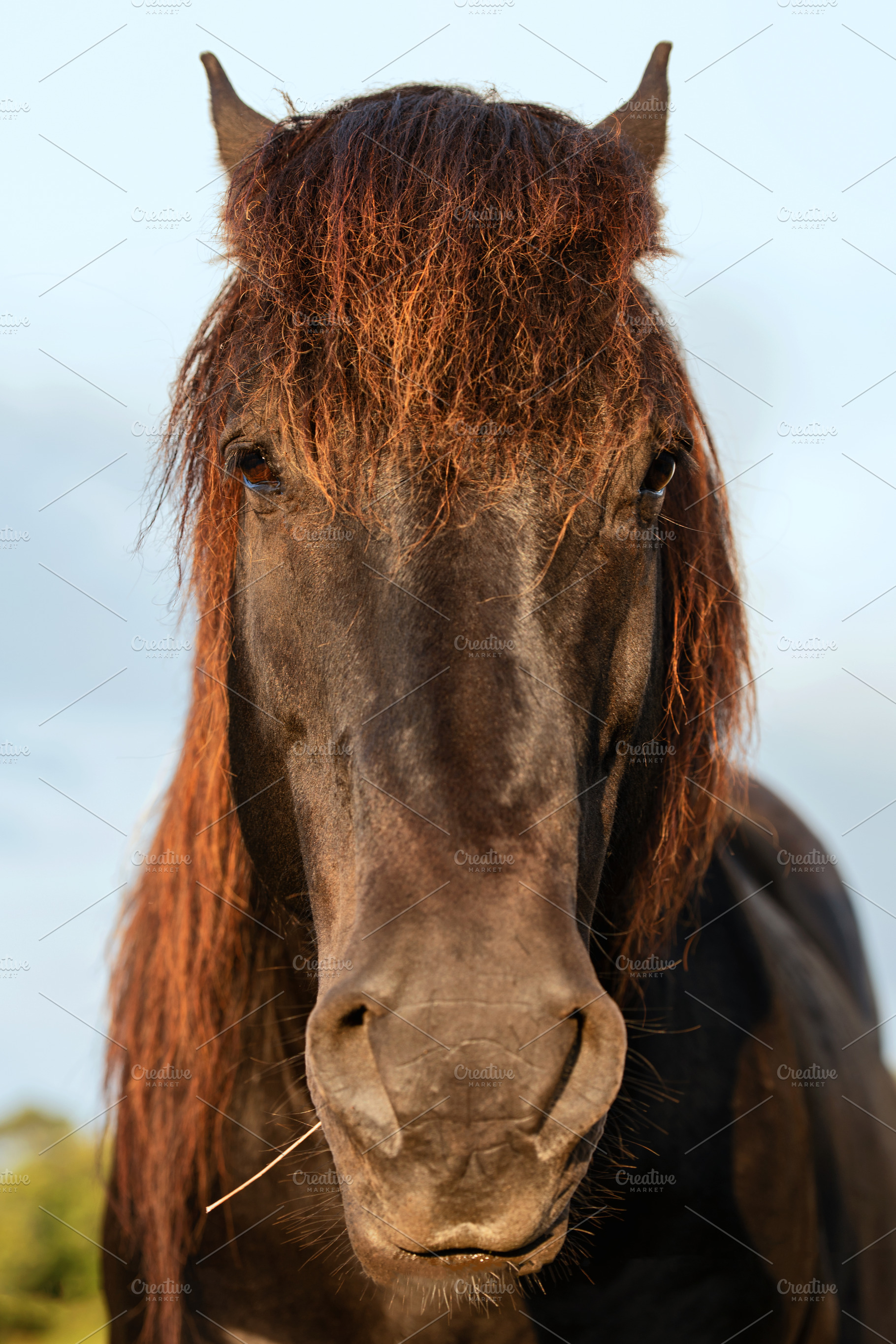 portrait of a horse looking straight, an Animal Photo by Perpis