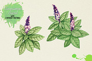 North American Herbs, a Food Illustration by Graphobia (Thumbnail 12 of 21)