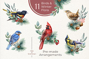 Winter Birds Watercolor Clipart, an Animal Illustration by AnitaPol (Thumbnail 4 of 14)
