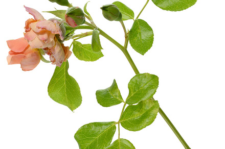 One branch of fading pink rose with closed buds and green leaves