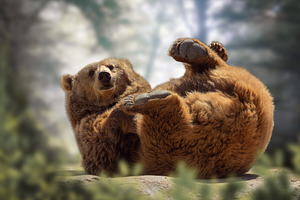 Grizzly Bear Playing on Its Back in, an Animal Photo by Perpis