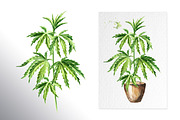 Cannabis. Watercolor collection, a Healthcare Illustration by Daria Ustiugova (Thumbnail 9 of 12)