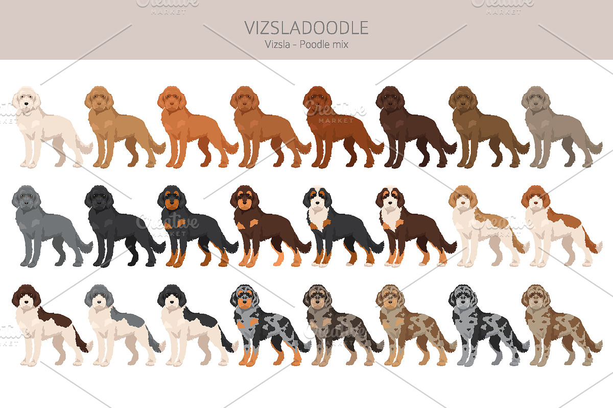 Vizsladoodle (Vizsla Poodle mix), an Animal Illustration by pet design shop (Photo 2 of 6)