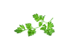 Fresh green parsley isolated