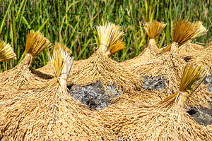 Rice drying under the sun in Toraja, Sulawesi, Indonesia