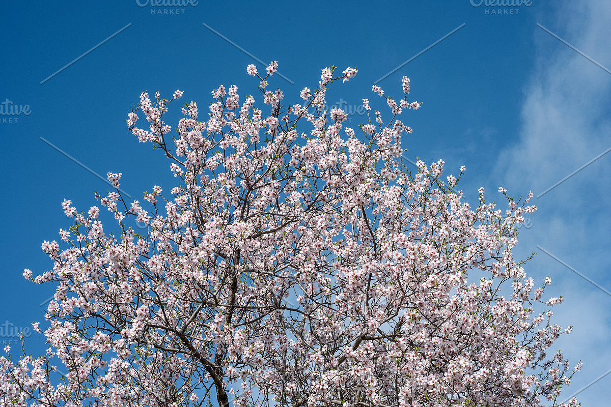 Blossoming almond trees, a Nature Photo by Fruits+Veggies (Photo 4 of 17)