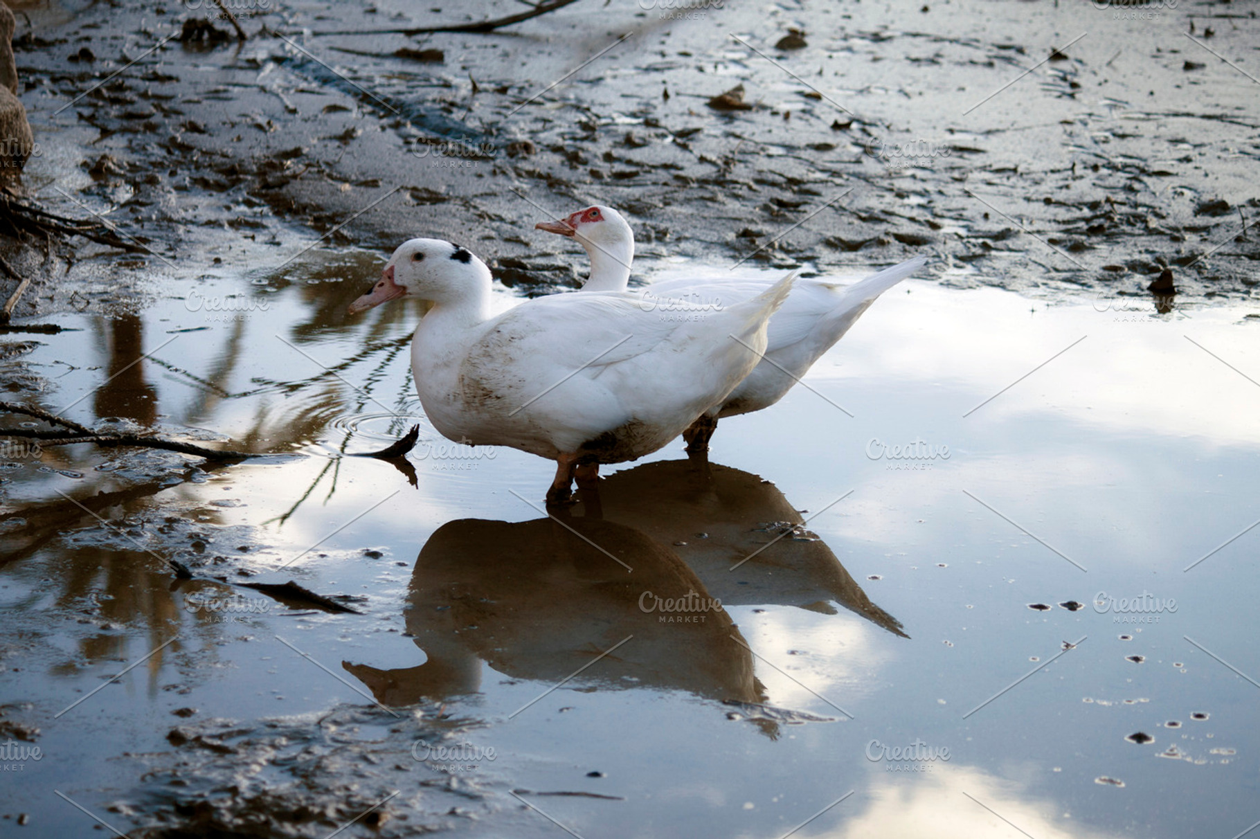 Ducks Stock Photograph