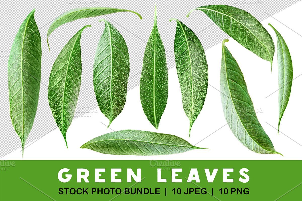 10 glossy leaves, an Object Graphic by Fruits+Veggies (Photo 1 of 4)