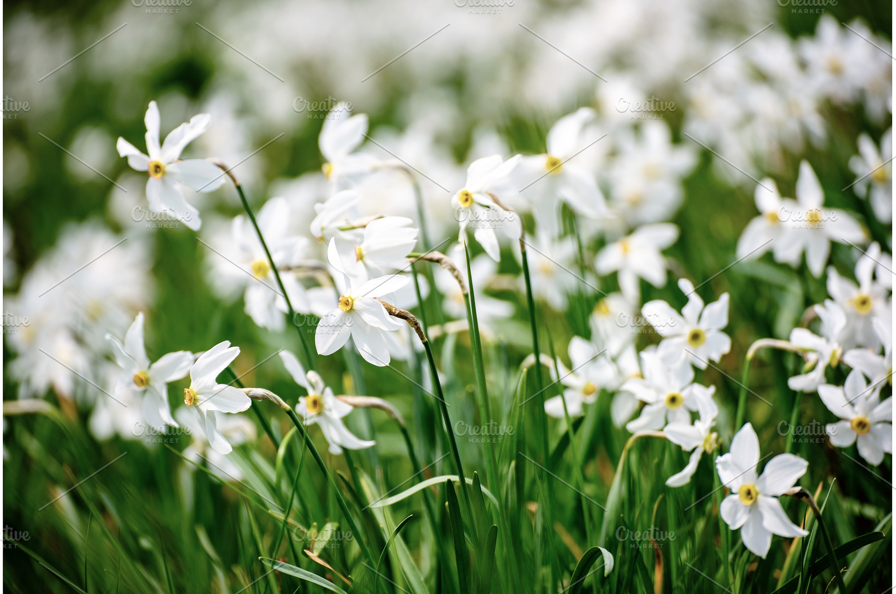 White daffodil narcissus flowers on, a Nature Photo by Nature and travel