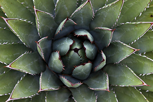 Succulent stock photograph