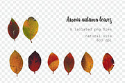 35 isolated autumn leaves png set, an Object Graphic by Lososenok (Thumbnail 3 of 5)