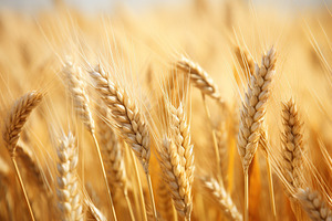 Closeup of wheat field, a Nature Photo by AlyaAnd
