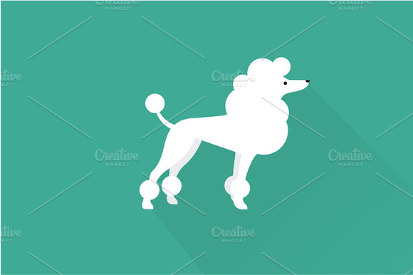 Poodle Dog