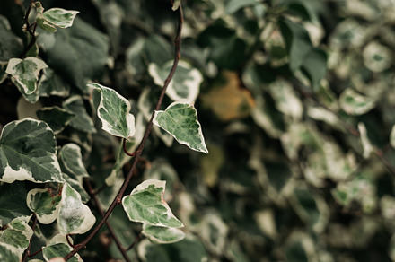 detail of wild climbing plants, a Nature Photo by rubenchase