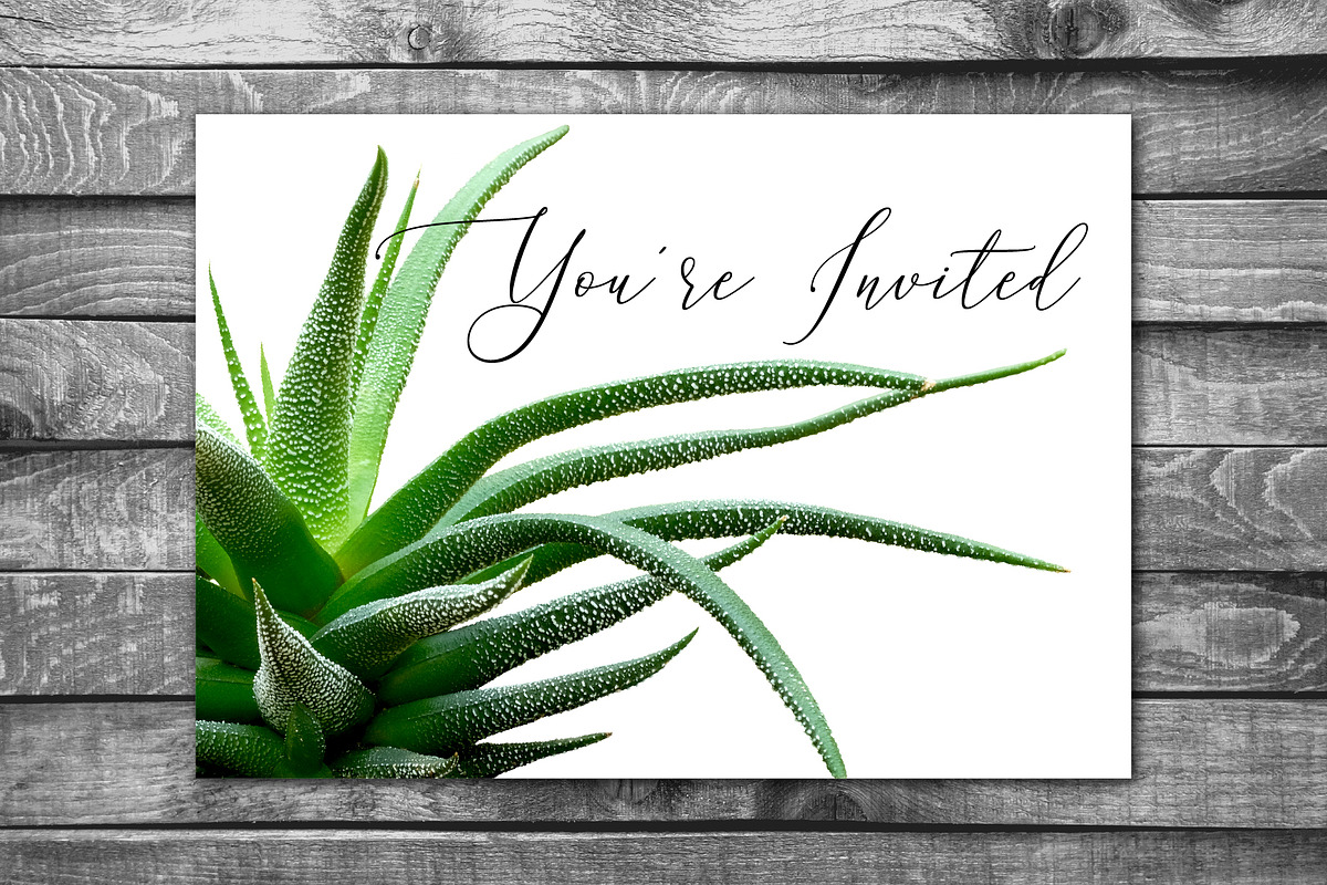 Succulents -Real Haworthia Specimens, an Object Graphic by Turning Moss (Photo 8 of 9)