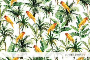 ANIMAL KINGDOM & Animals Patterns