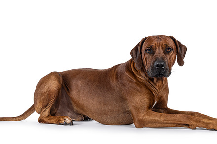 Rhodesian Ridgeback dog on white background, an Animal Photo by Cat'chy Images by Nynke