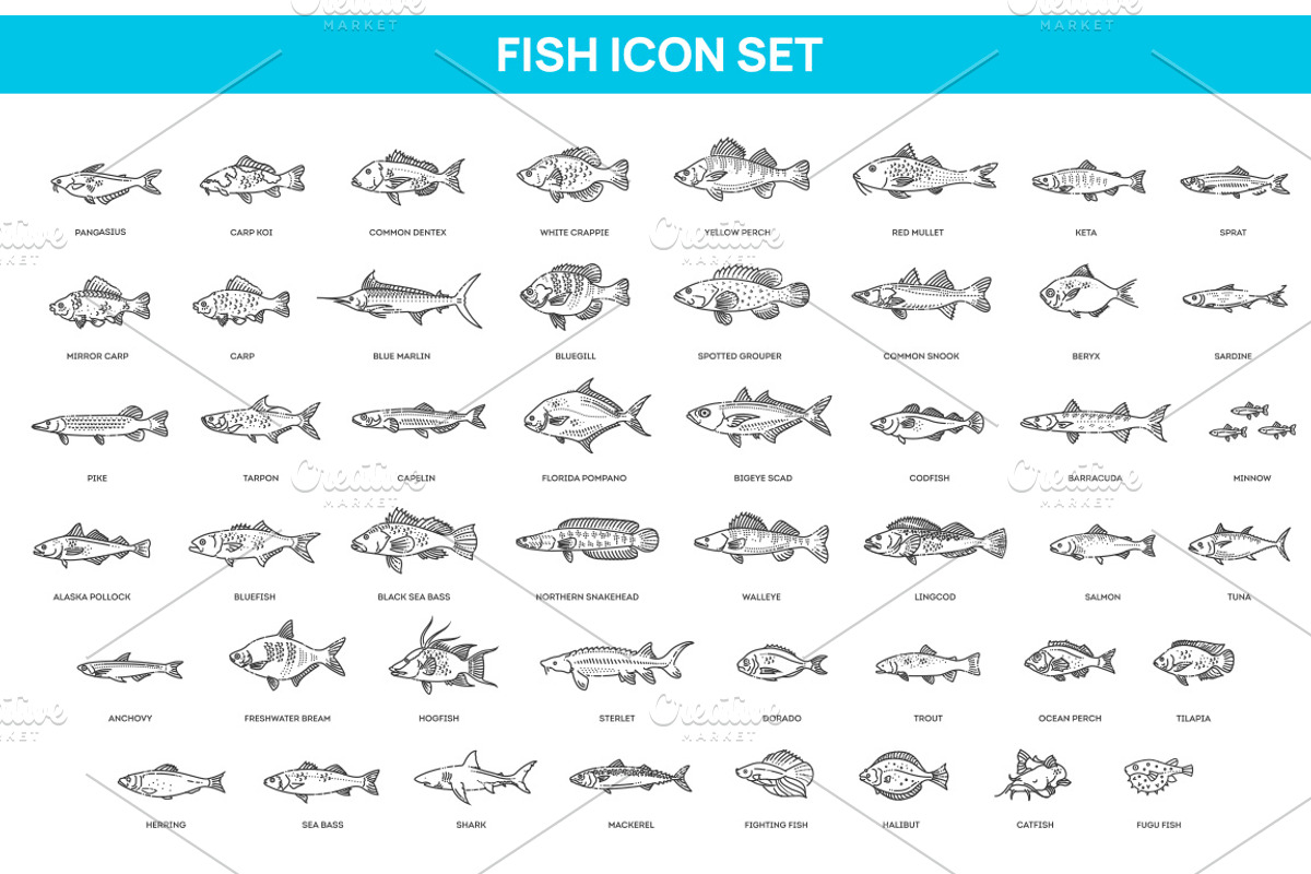 Types Marine, Ocean fish. Vector, an Animal Illustration by Tettygreen (Photo 1 of 4)